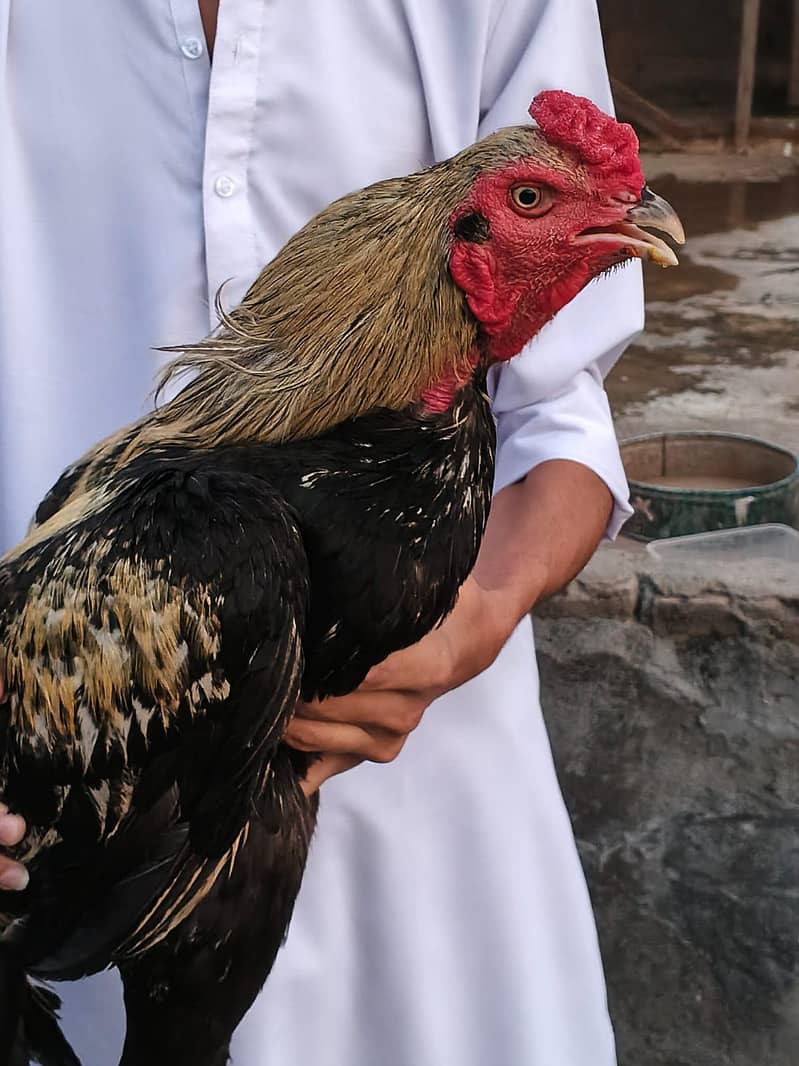 اصیل میانوالی جواں مرغا ہے 1
