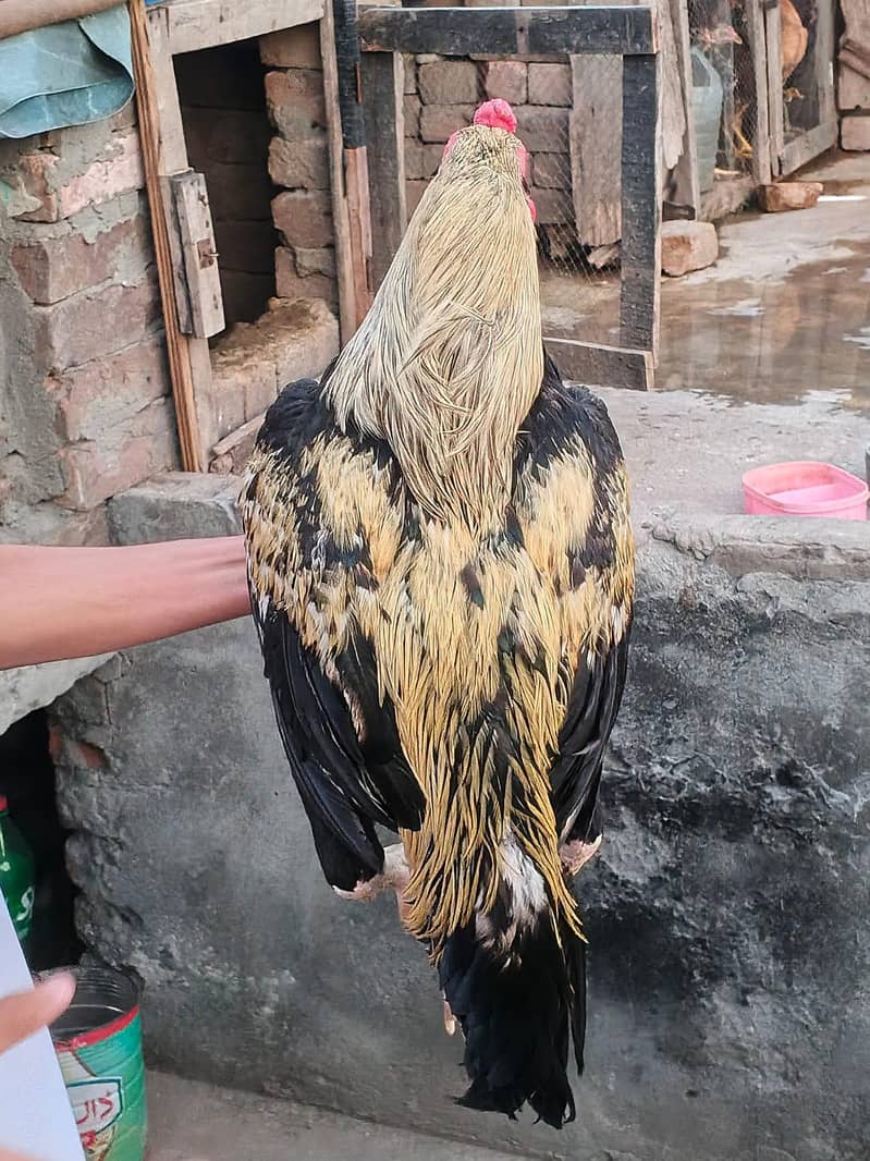 اصیل میانوالی جواں مرغا ہے 2