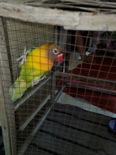 love birds