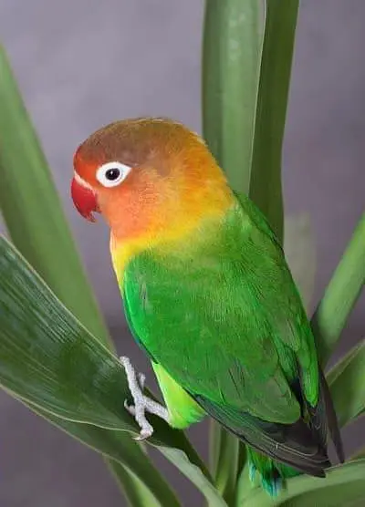 love birds — photo 2