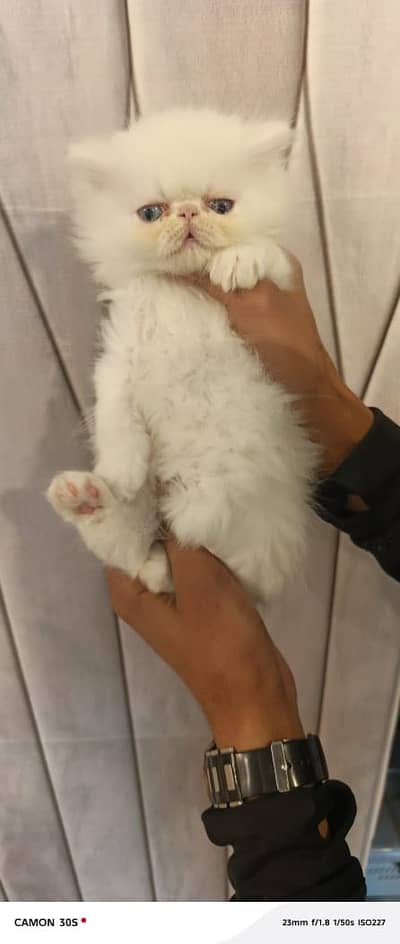 Persian female