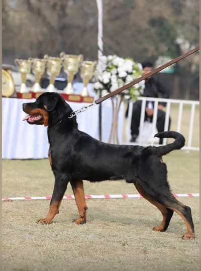 Highly pedigree Rottweiler