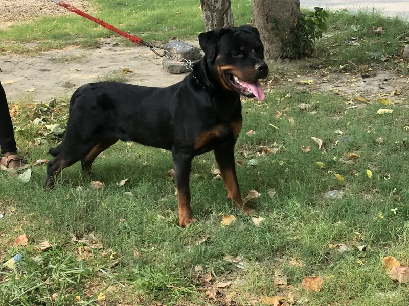 Highly pedigree Rottweiler — photo 2
