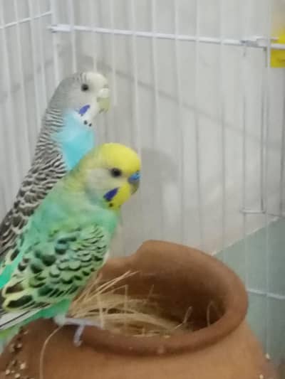 Rare breed budgie Rainbow colour Budgie