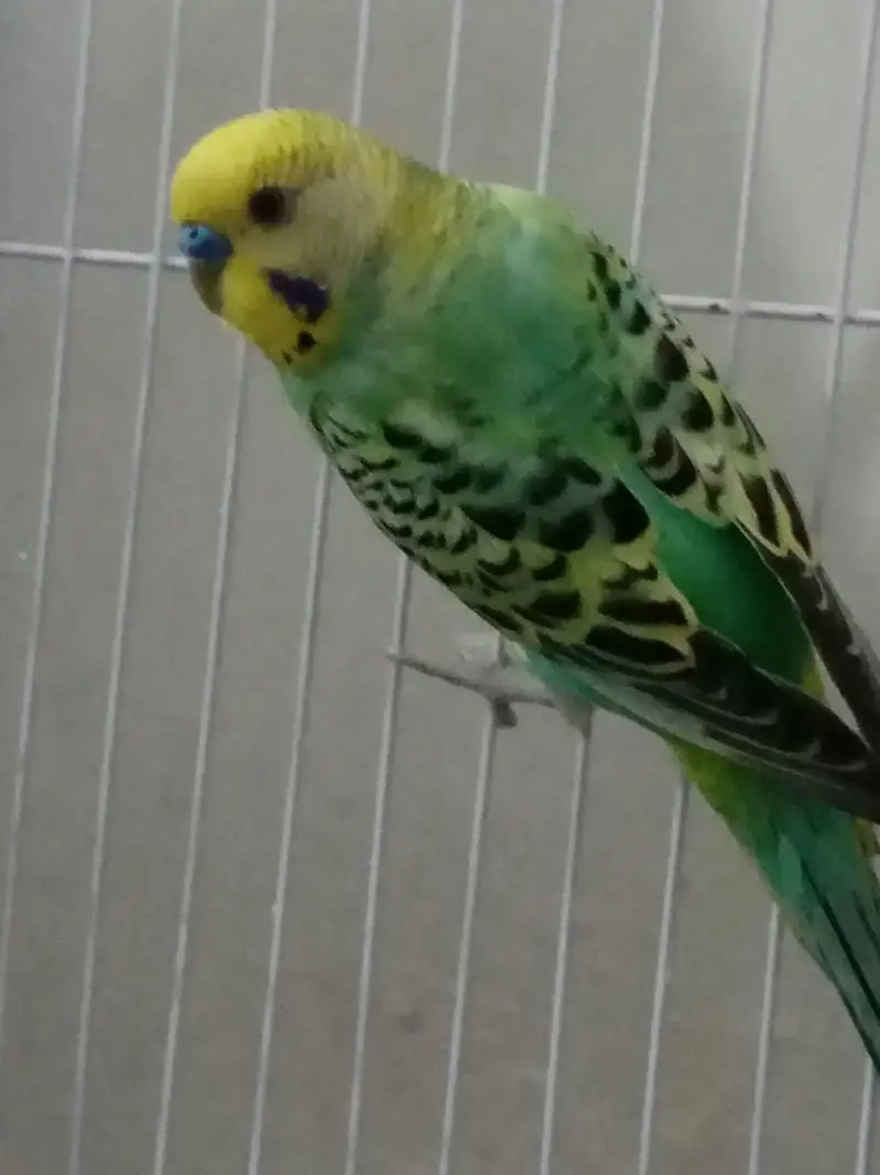 Rare breed budgie Rainbow colour Budgie — photo 2