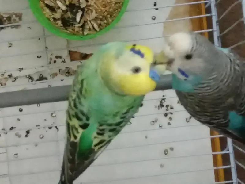 Rare breed budgie Rainbow colour Budgie — photo 3