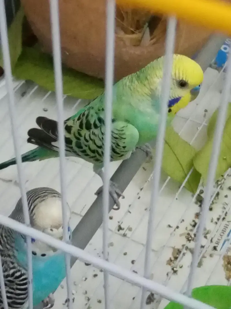 Rare breed budgie Rainbow colour Budgie — photo 4
