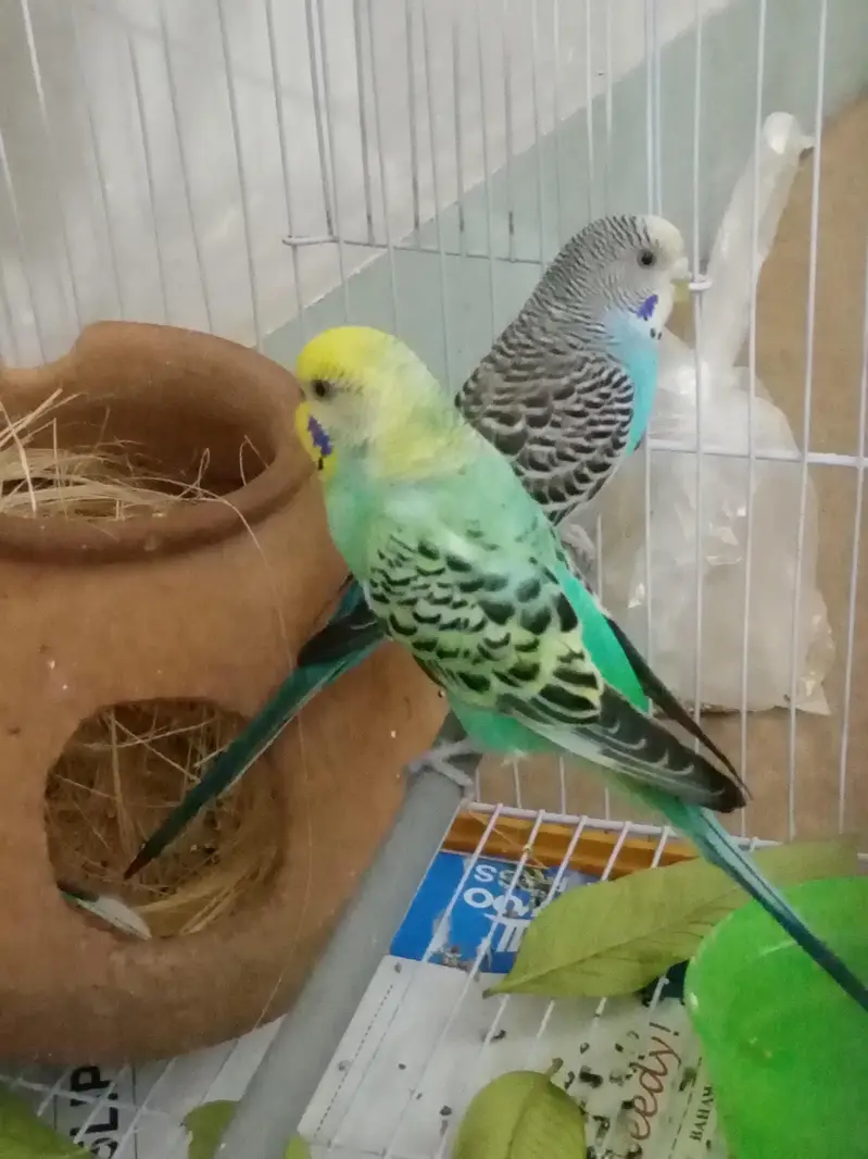 Rare breed budgie Rainbow colour Budgie — photo 5