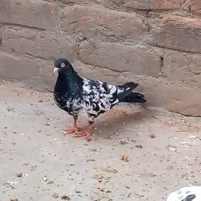 orignal rampuri nar for sale
