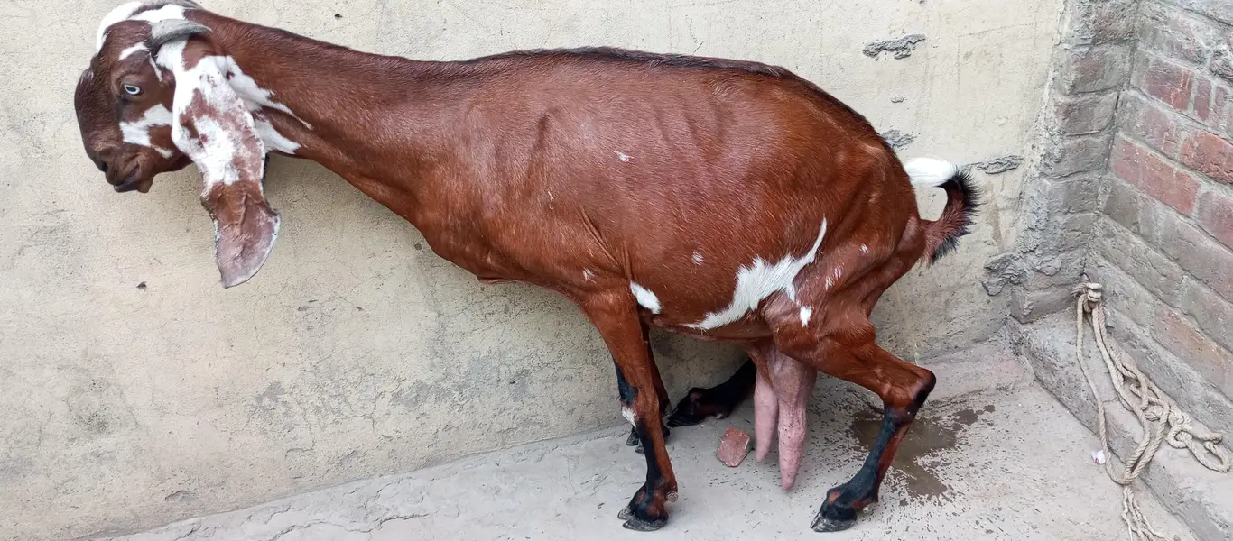 nagri beetal goat — photo 5