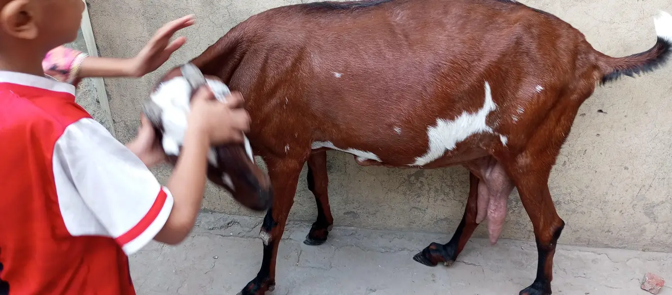nagri beetal goat — photo 6