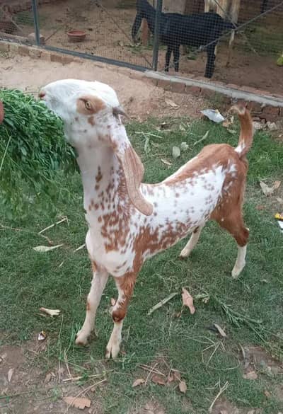Makhi Cheeni A grade Female 0321.6665792
