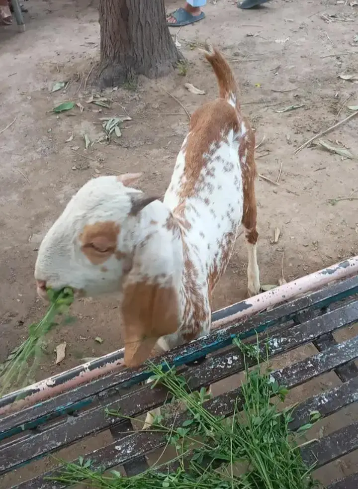Makhi Cheeni A grade Female 0321.6665792 — photo 2