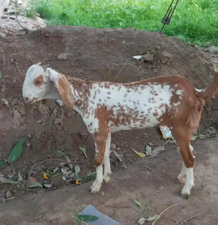 Makhi Cheeni A grade Female 0321.6665792 — photo 3