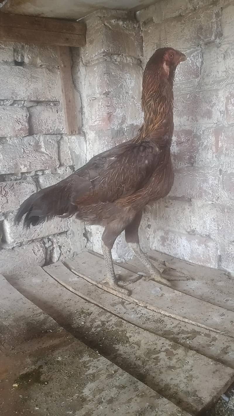 burmi pakoi 0