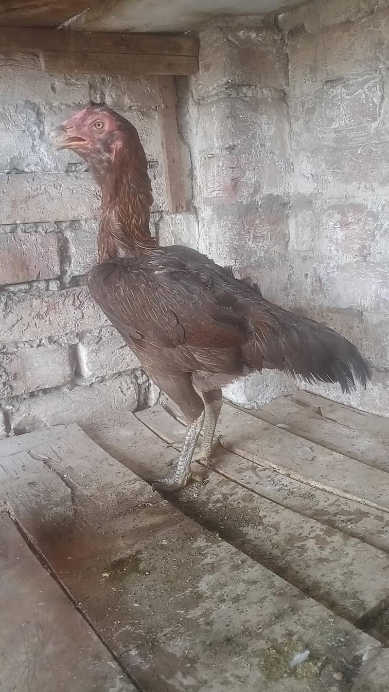 burmi pakoi 1