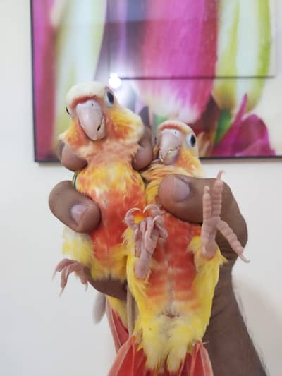 suncheek available self pics tamed 2pcs available each 30k