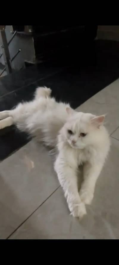 Persian Male Cat