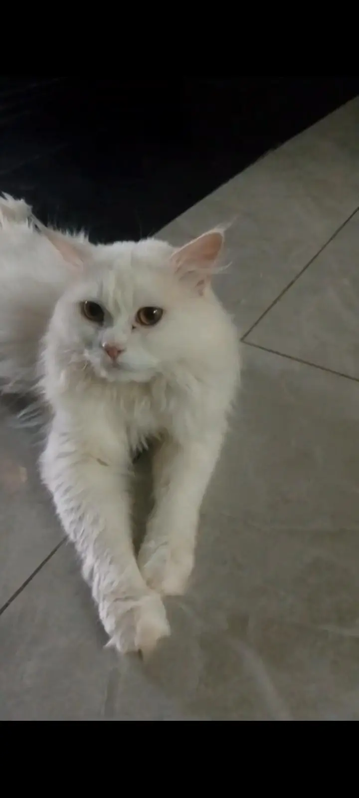 Persian Male Cat — photo 2