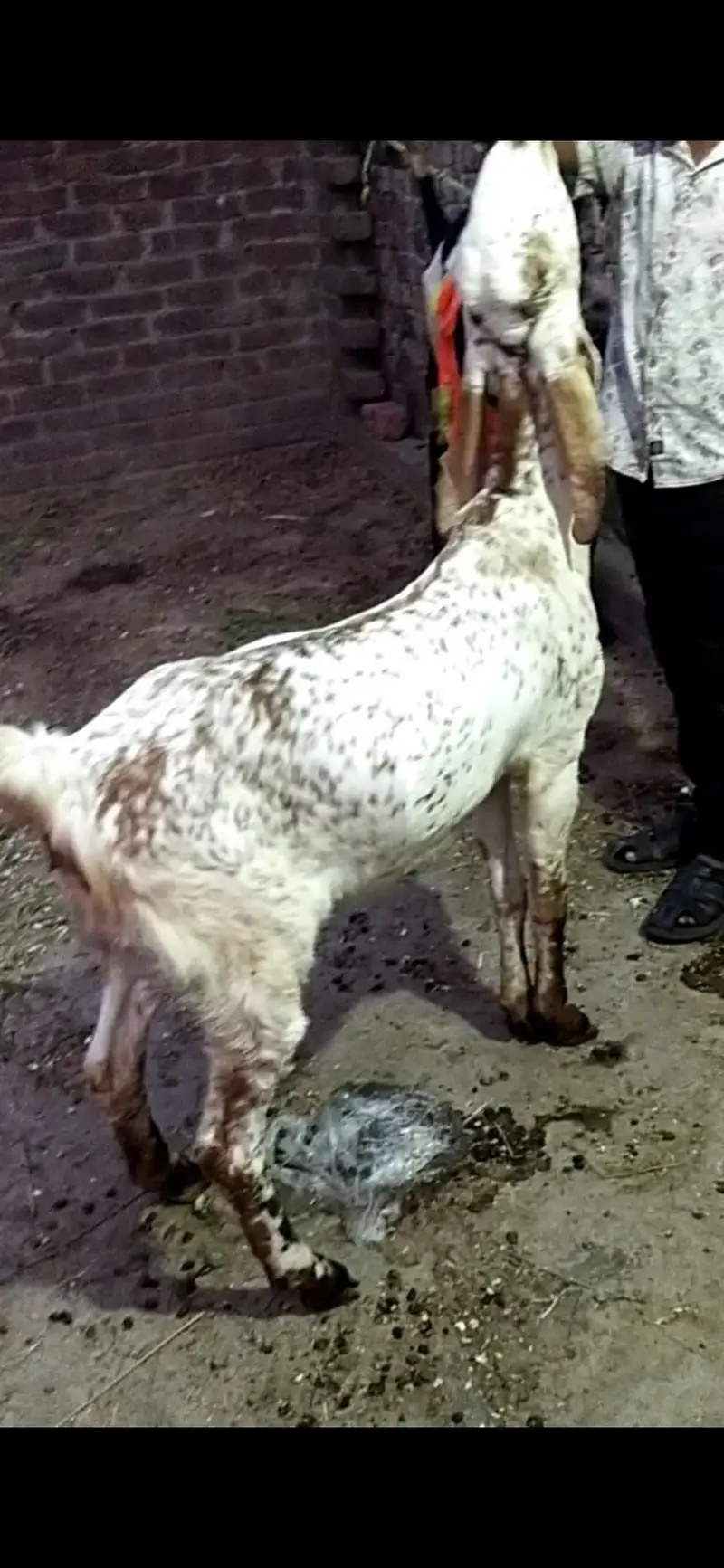 dasi makhi cheeni gaban path 03098289032 — photo 2