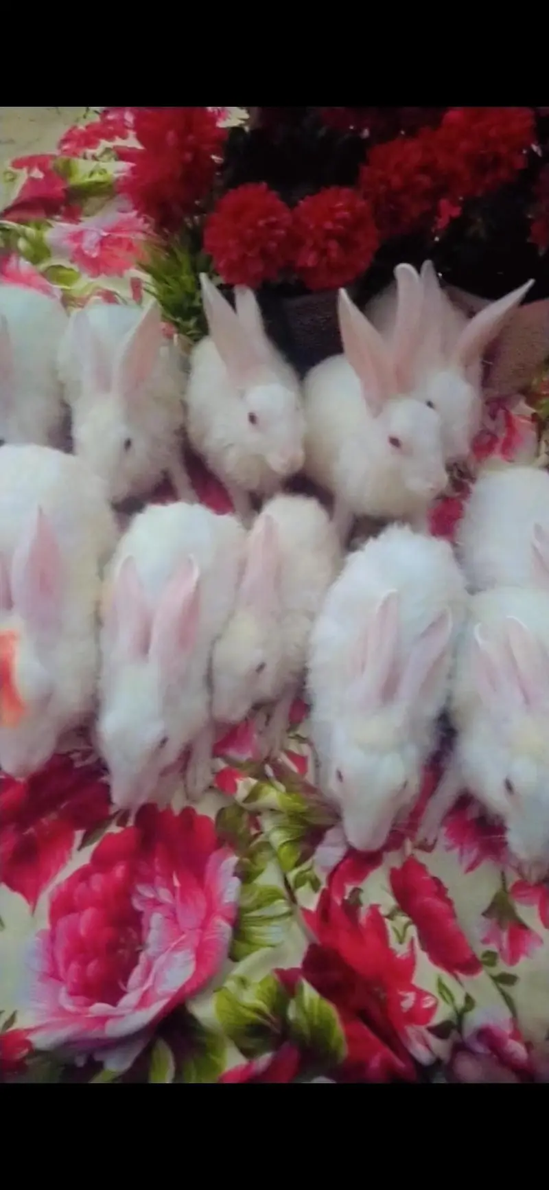 Rabbit Farm Stock Sale - 36 Rabbits — photo 2