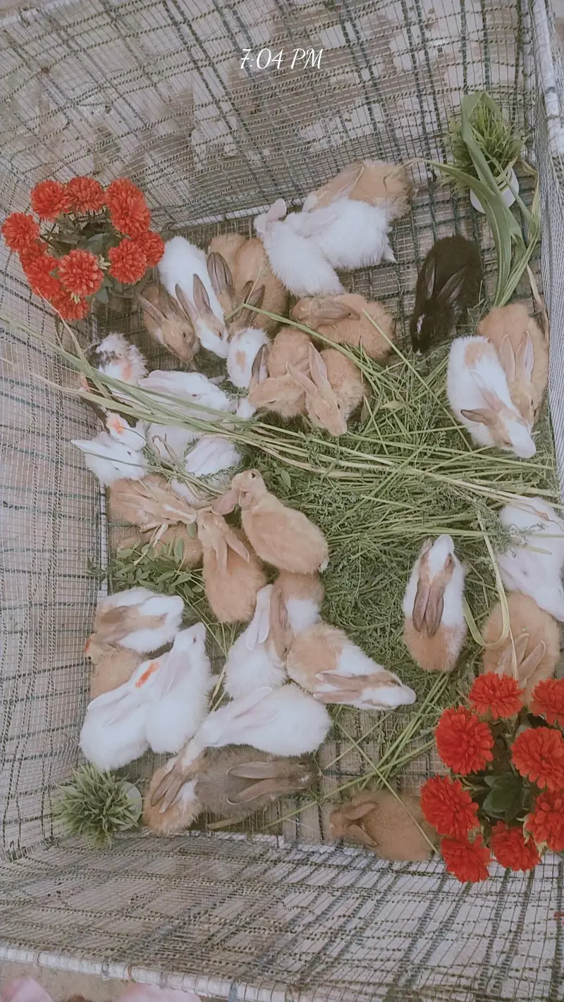 Rabbit Farm Stock Sale - 36 Rabbits — photo 3