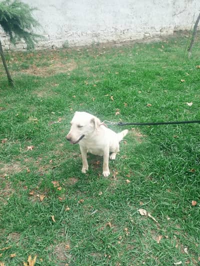 Dogs for sale