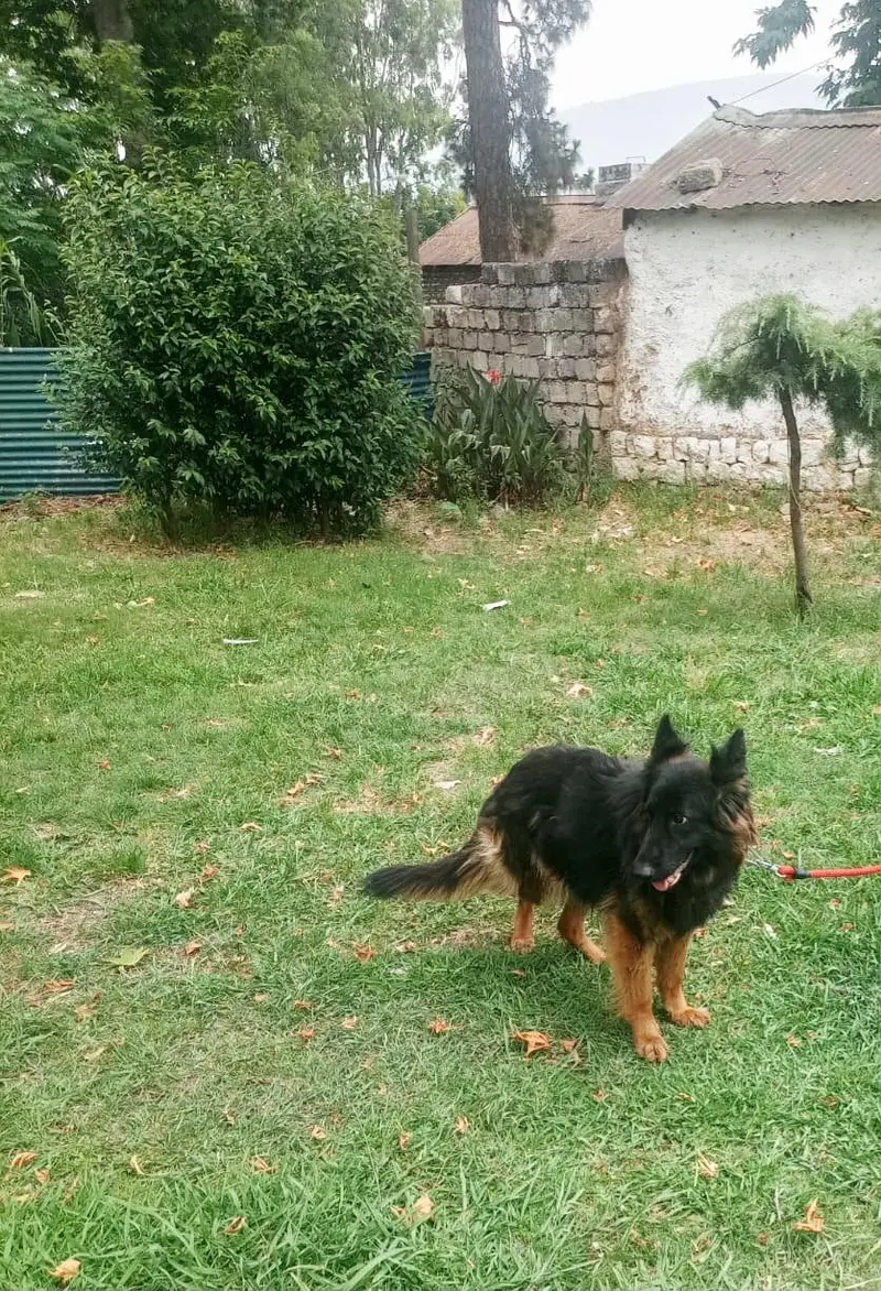 Dogs for sale — photo 2