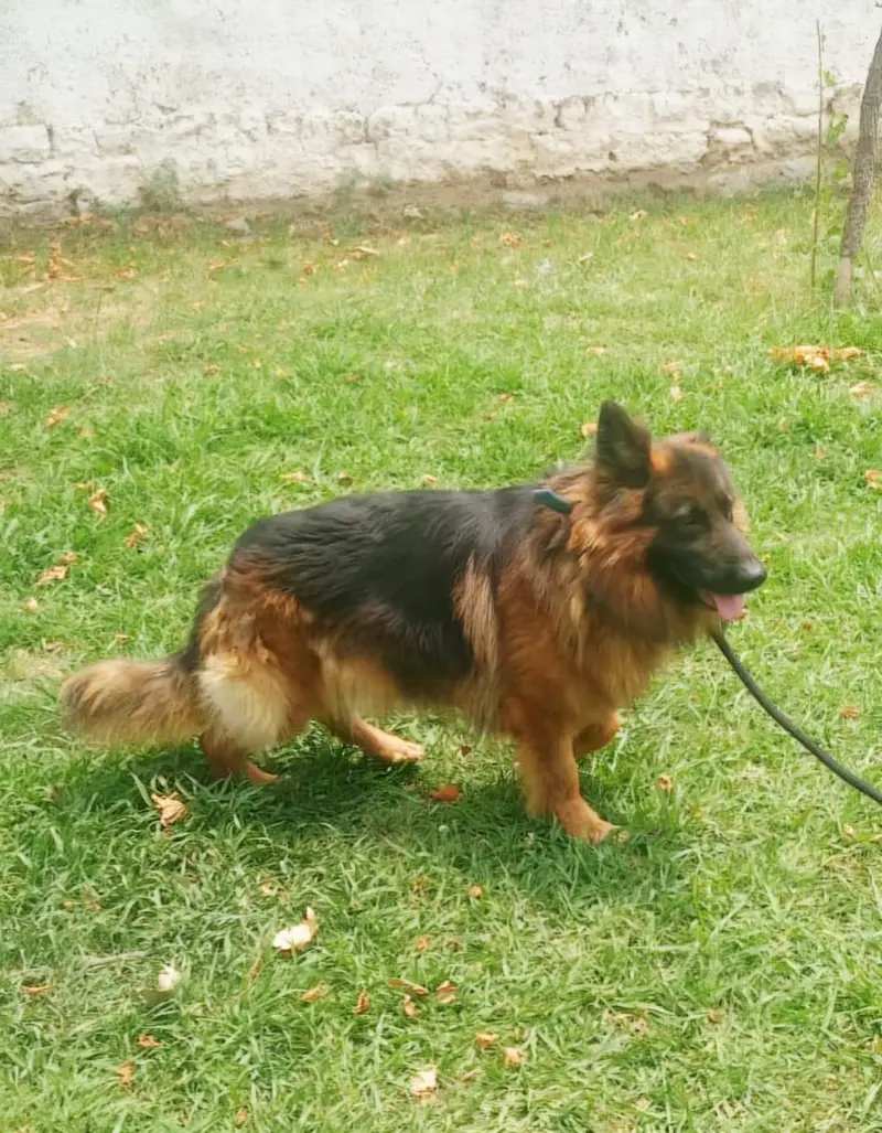 Dogs for sale — photo 3