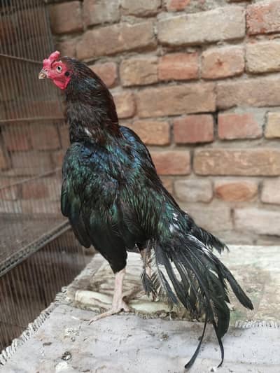 mushka lakha