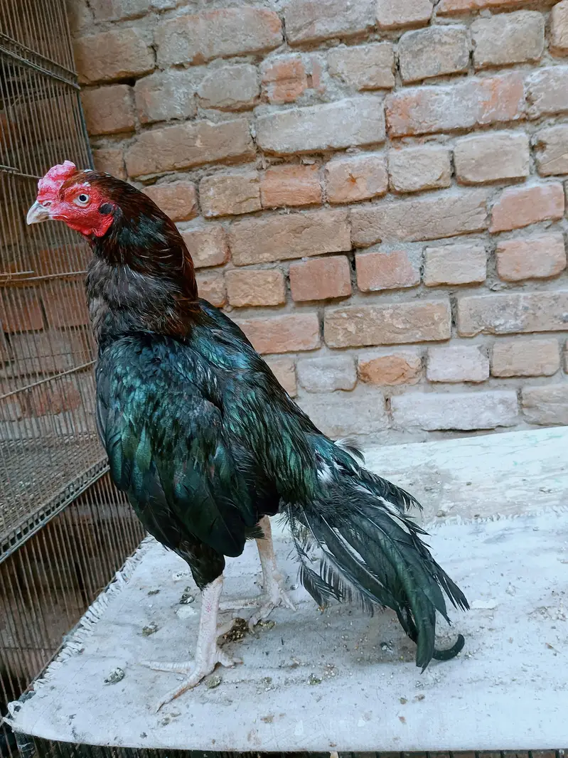 mushka lakha — photo 2
