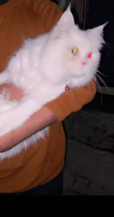 male cat