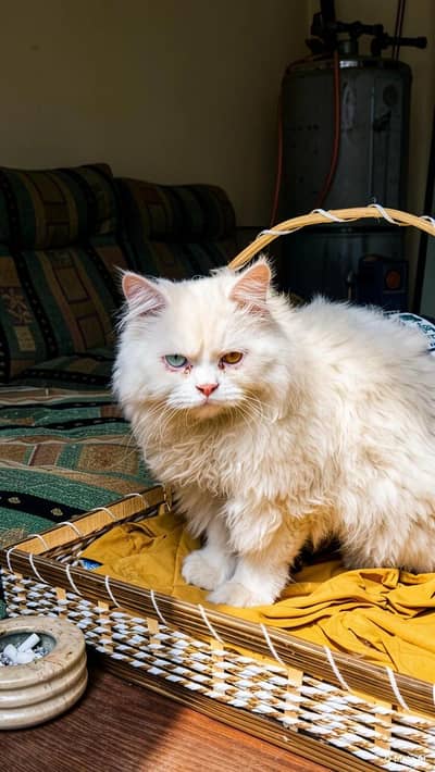 Cat for sale