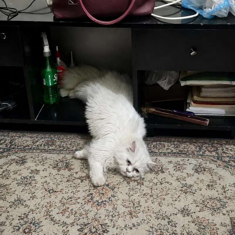 Cat for sale — photo 2