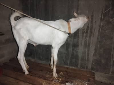 Watsap prr Video mil Sakti hn picx sai nai bnai
