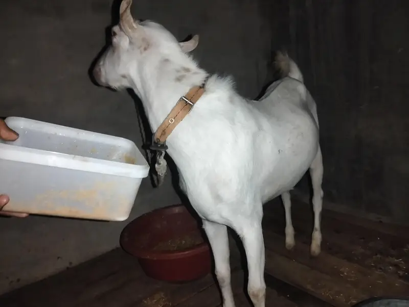 Watsap prr Video mil Sakti hn picx sai nai bnai — photo 2