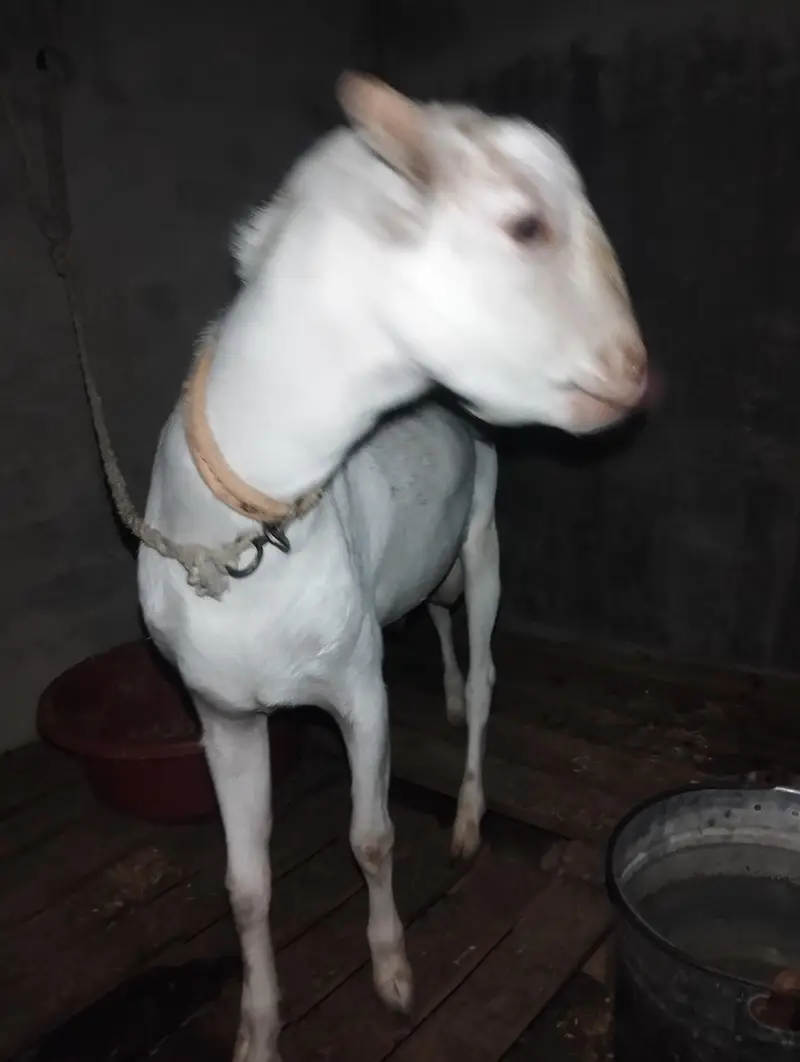 Watsap prr Video mil Sakti hn picx sai nai bnai — photo 3