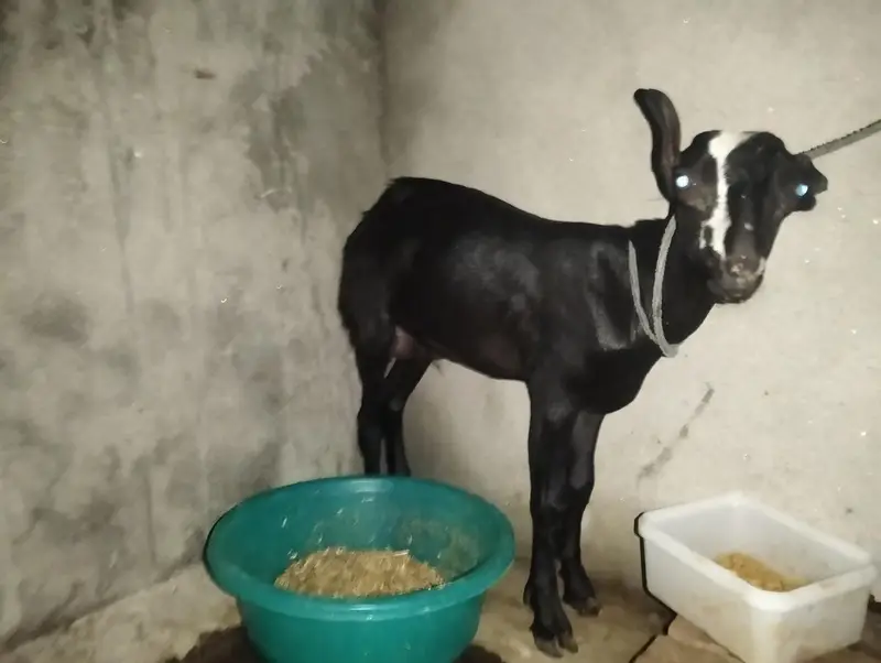 Watsap prr Video mil Sakti hn picx sai nai bnai — photo 5