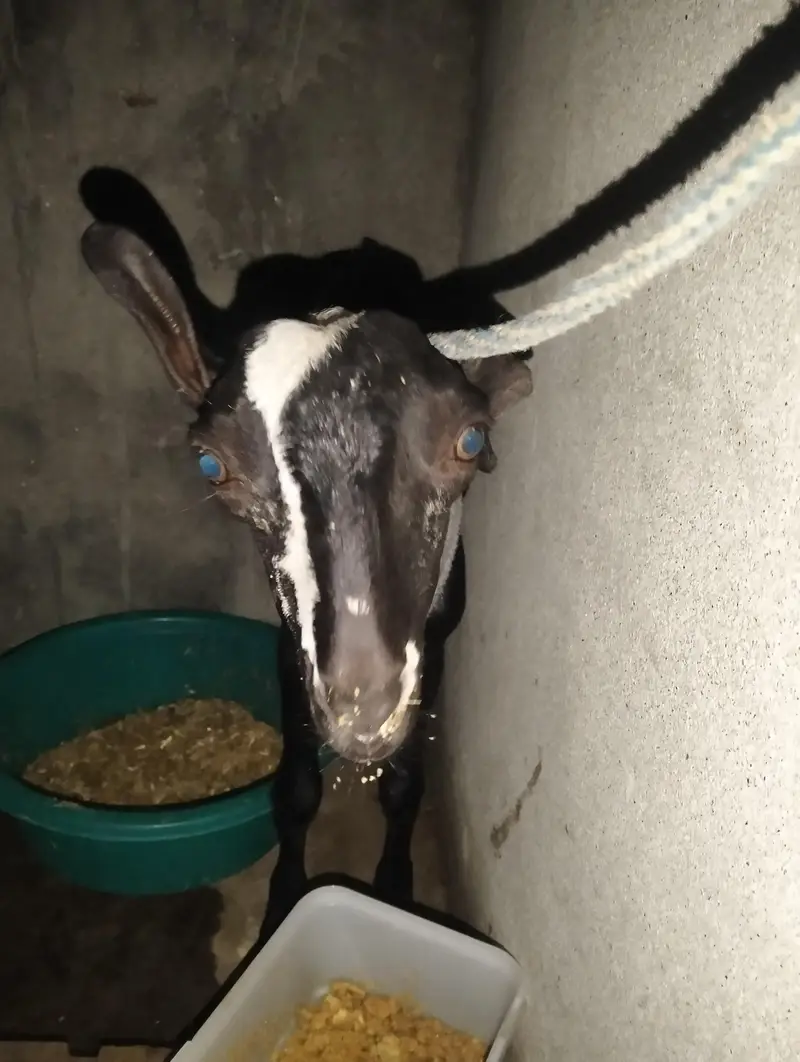 Watsap prr Video mil Sakti hn picx sai nai bnai — photo 6