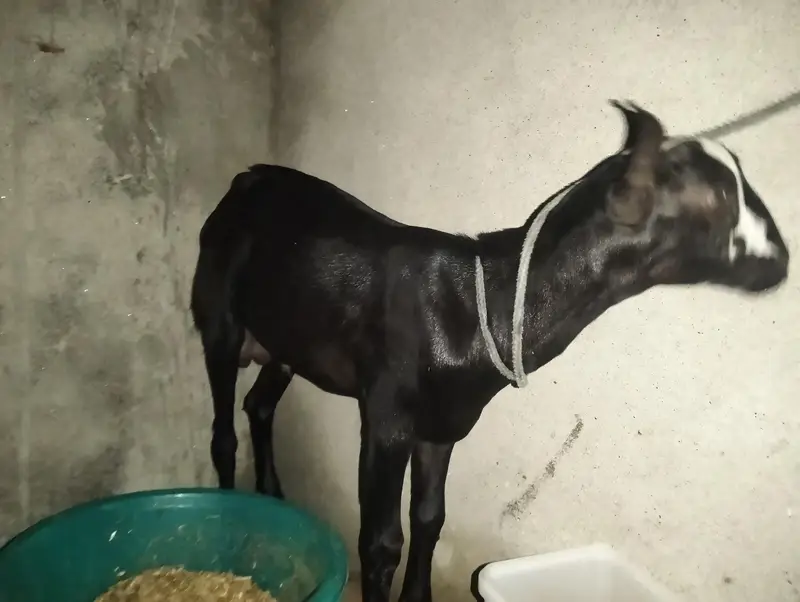 Watsap prr Video mil Sakti hn picx sai nai bnai — photo 7