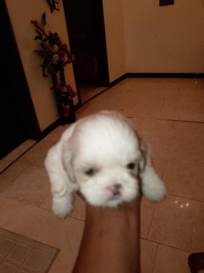 Shitzu  Puppies