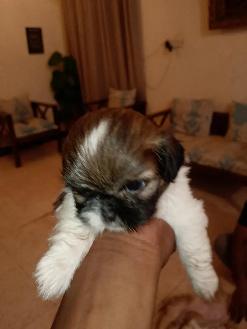 Shitzu  Puppies — photo 2