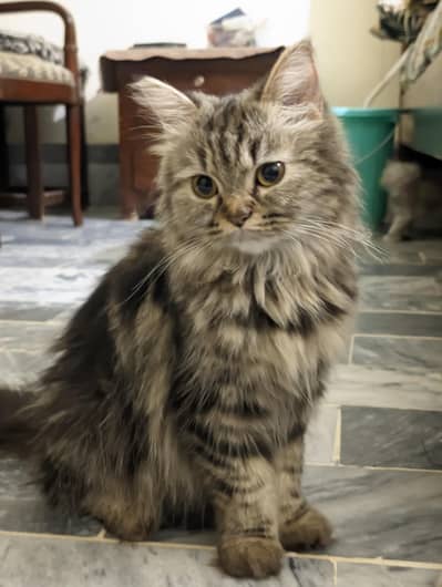 Siberian Persian mix breed cat for sale