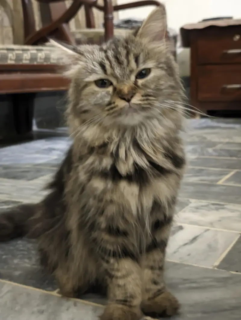 Siberian Persian mix breed cat for sale — photo 2