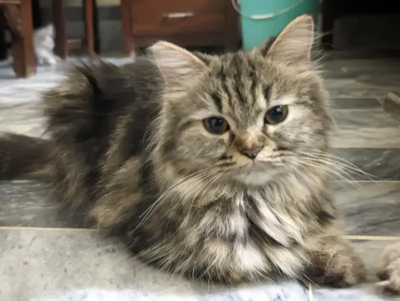 Siberian Persian mix breed cat for sale — photo 3