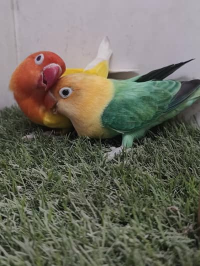 MA SHA ALLAH PARBLUE OPALINE SPLIT PELFELO MALE GREEN PELFELW FEMALE