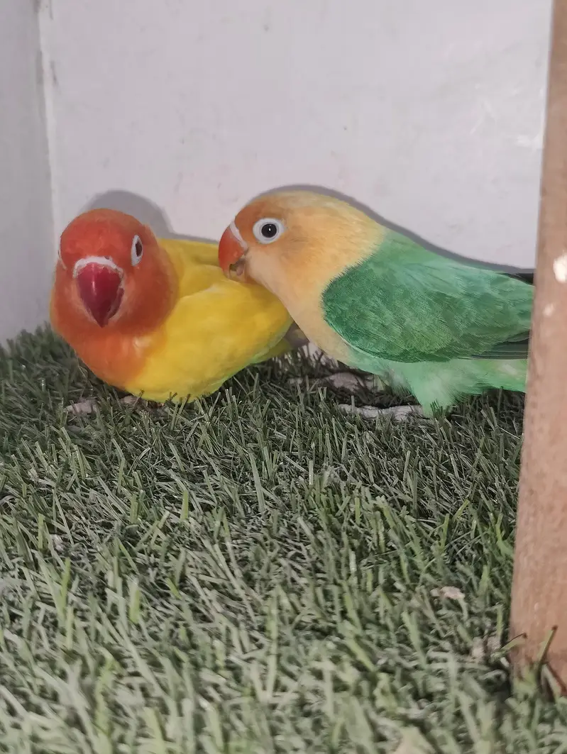 MA SHA ALLAH PARBLUE OPALINE SPLIT PELFELO MALE GREEN PELFELW FEMALE — photo 2