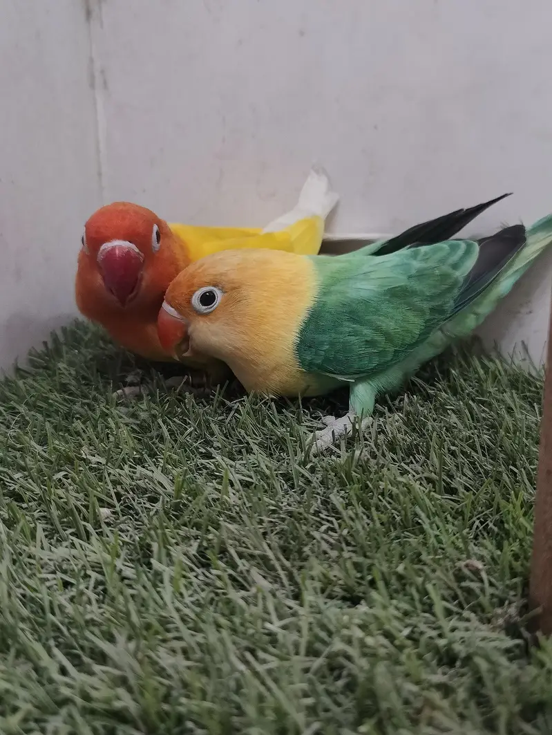MA SHA ALLAH PARBLUE OPALINE SPLIT PELFELO MALE GREEN PELFELW FEMALE — photo 3