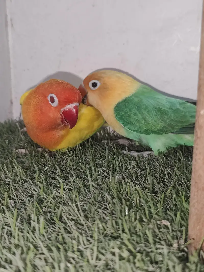 MA SHA ALLAH PARBLUE OPALINE SPLIT PELFELO MALE GREEN PELFELW FEMALE — photo 4