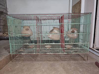 birds cages